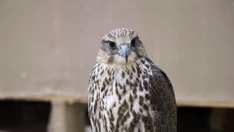 Großer-Falke-In-Doha,-Katar,-Starrt-Und-Dreht-Seinen-Kopf-Und-Bereitet-Sich-Auf-Den-Flug-Vor