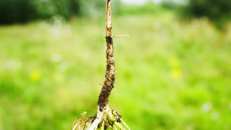 Close-up-of-the-long-root-of-a-green-organic-vegetable-with-soil