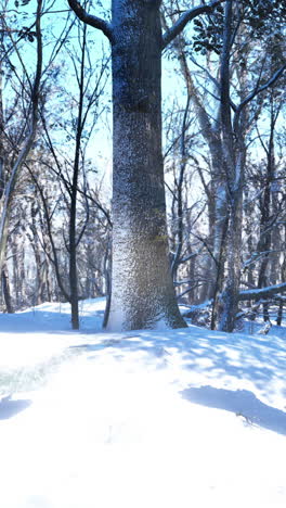 a snow covered forest