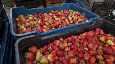 close-up of a large ripe strawberry in fruit crates at the market.