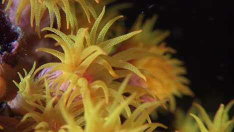los corales de copa naranja se cierran por la noche en el arrecife de coral tropical