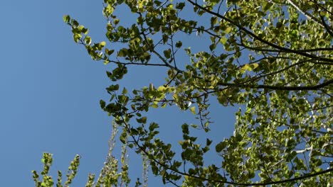 Bushes-of-birch-tree-in-a-wind-with-blue-background