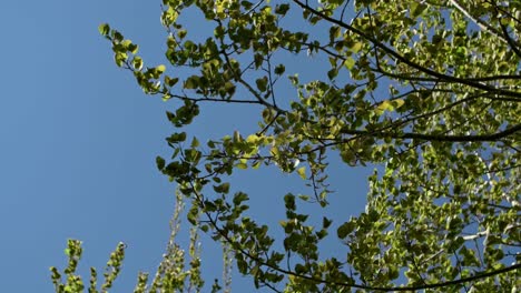 Bushes of birch tree in a wind with blue background
