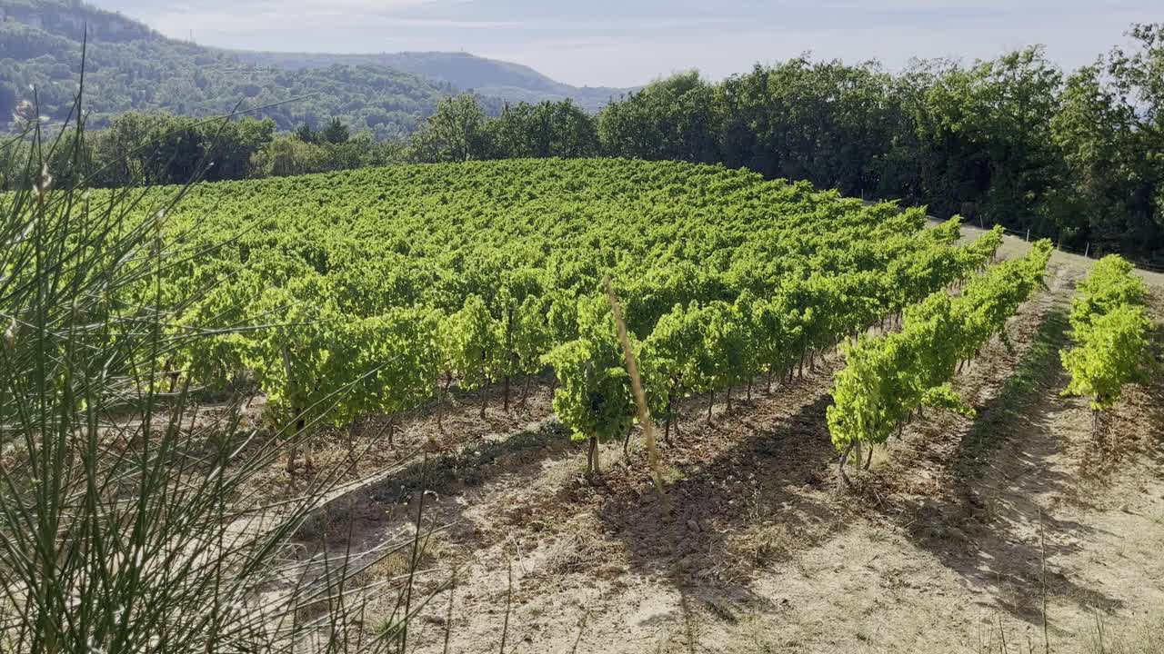 viñedo con plantas verdes en el sol con pequeñas colinas en la distancia en francia