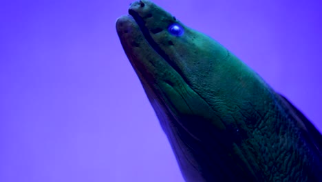 close-up of a moray eel in an aquarium