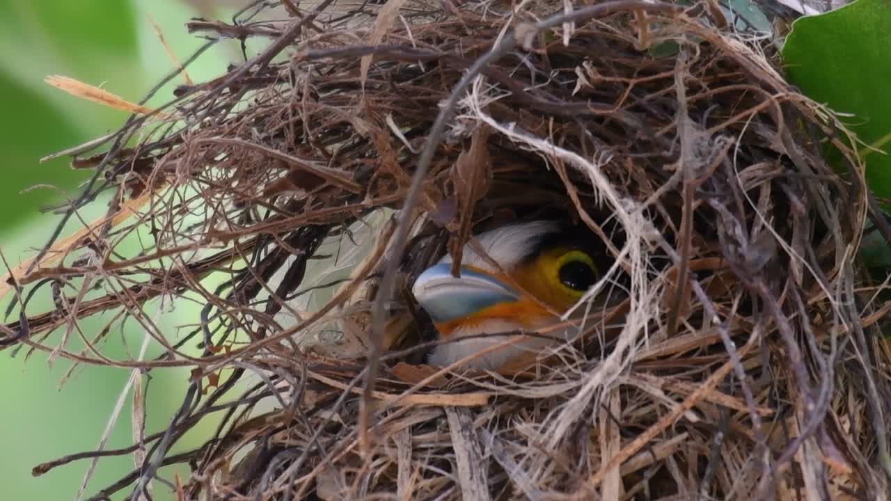 The Silver-breasted Broadbill is a famous bird in Thailand, both local and international