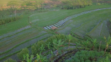 Hut-in-the-middle-of-rice-fields