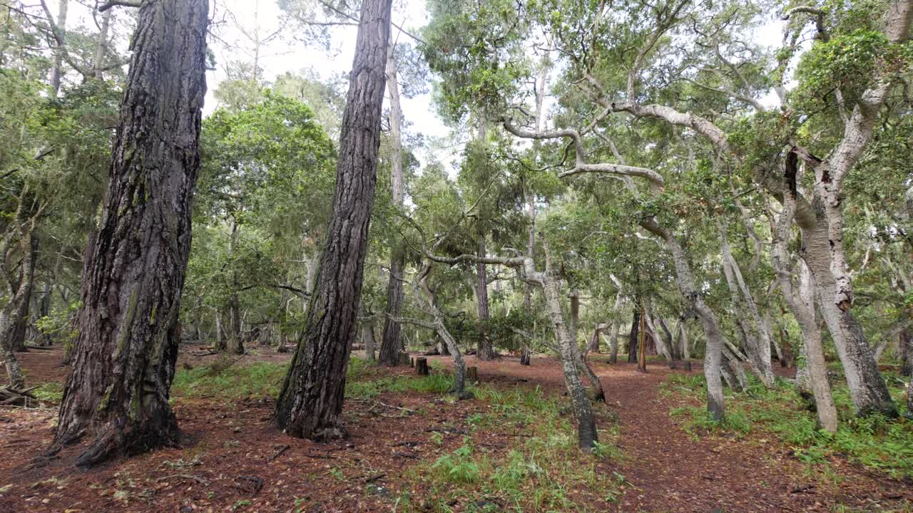 toma en cámara lenta de árboles en el bosque en un día brillante