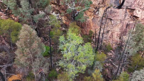 drone camera smoothly ascends above rugged cliffs and dense eucalyptus forest, revealing dramatic rock formations in natural daylight at warrumbungle national park