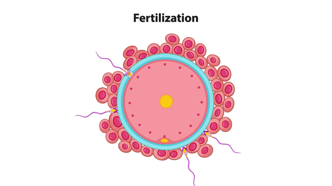 Animated sequence of human sperm approaching and penetrating ovum, labeled cellular structures, cross-sectional diagram