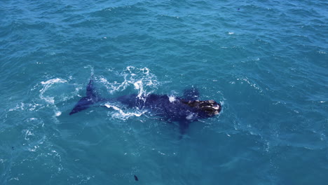 Vista-De-Dron-Del-Ternero-De-Ballena-Franca-Austral-Abriendo-Y-Cerrando-Su-Boca-En-La-Superficie