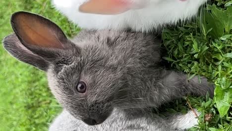 cute grey bunny resting on green grass