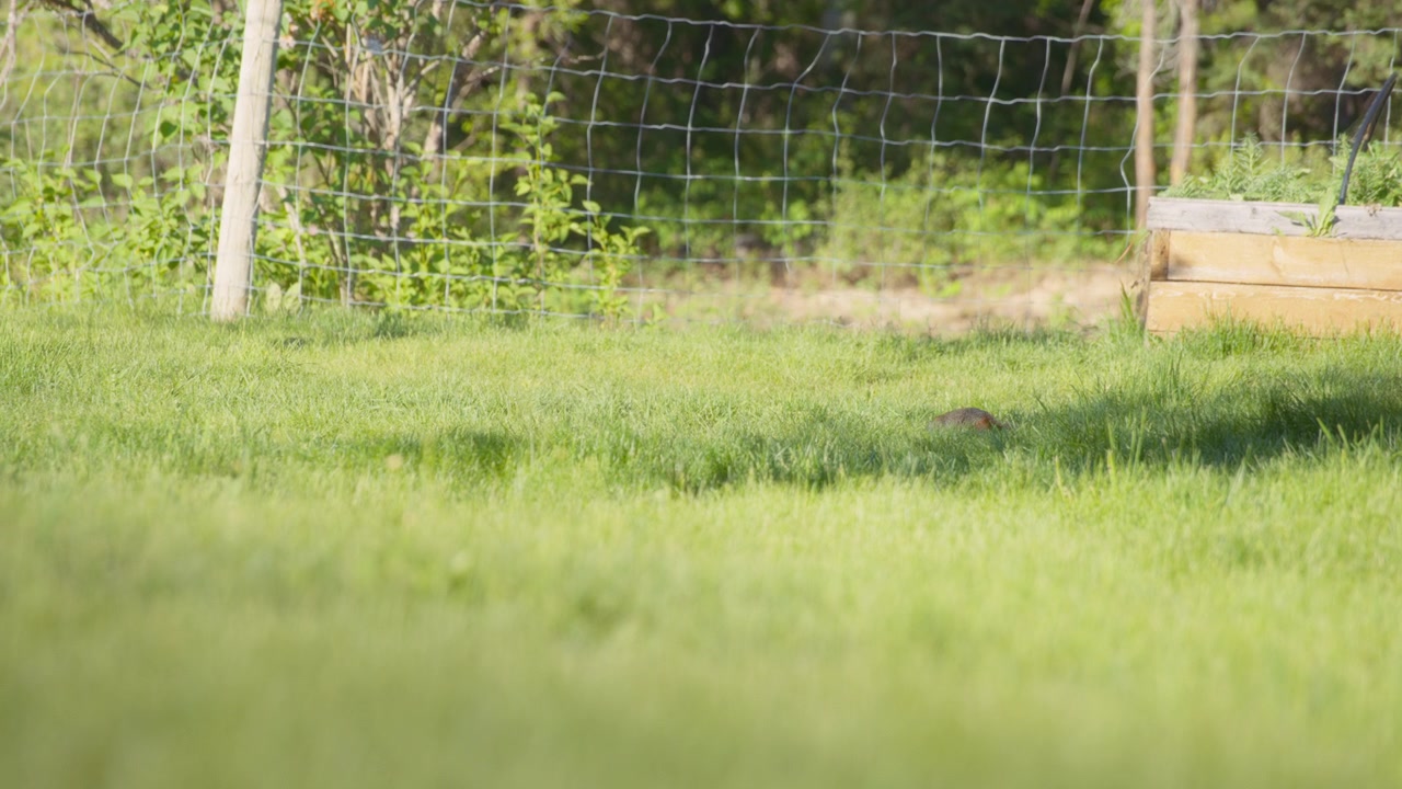 Piccolo cane della prateria che corre sull'erba
