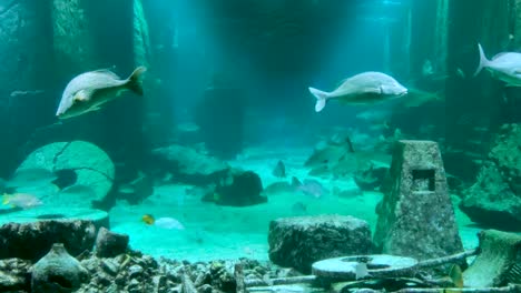 giant fishes swimming in the atlantis hotel aquarium in nassau, bahamas