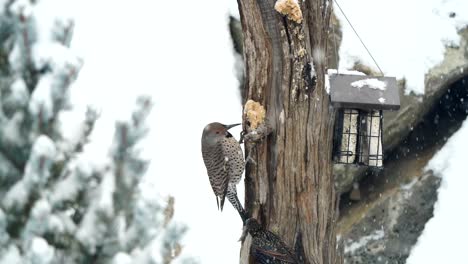 confrontation between a northern flicker and a starling