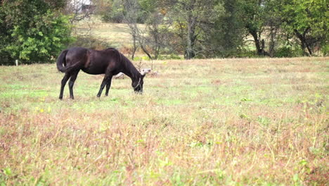 black horse grazes in pasture, walks a short distance and resumes grazing