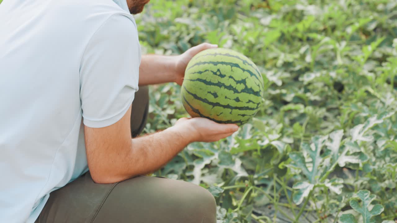 Farmer harvesting watermelon in greenhouse