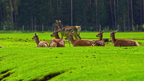 Herde-Hirsche,-Die-Auf-Dem-Grasland-In-Der-Nähe-Des-Waldes-Spazieren-Gehen,-Grasen-Und-Liegen