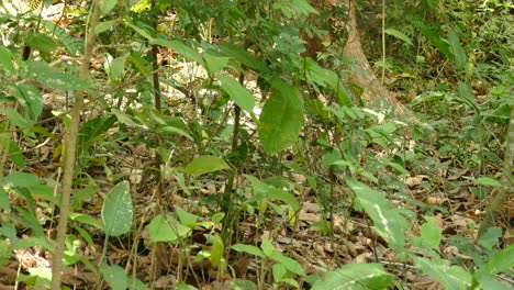 Zwei-Nasenbären-Suchen-Nach-Nahrung,-Gamboa-Regenwaldreservat,-Panama,-Totale