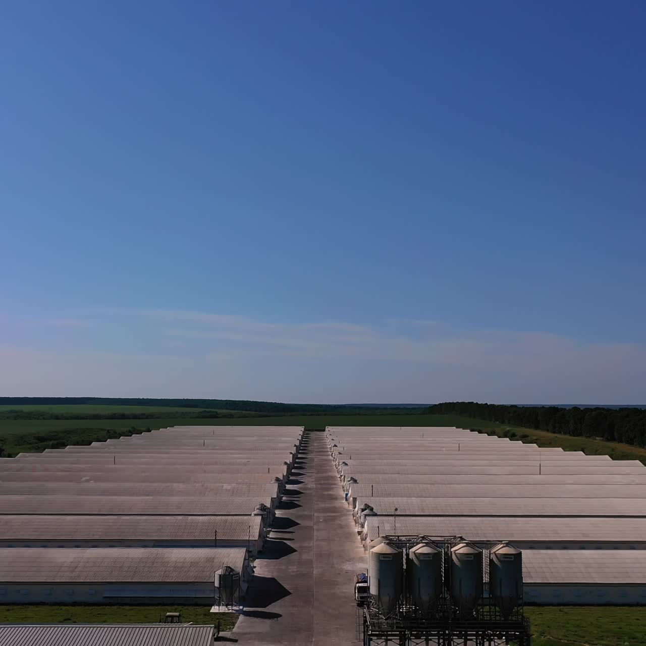 Big modern agricultural farm in the field. Numerous long barns for keeping domestic animals. Aerial view. Plantations at the background