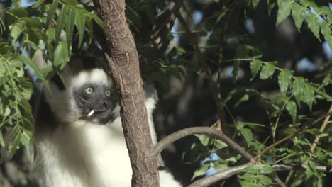 sifaka verrauxi forages in a tree in madagascar, piece of bark or leaf sticks of of its mouth, turns head towards camera chewing