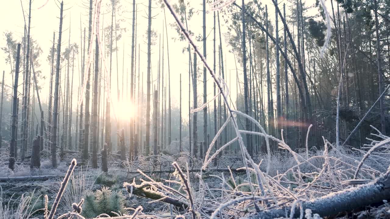 해가 뜨면 얼어붙은 겨울 숲