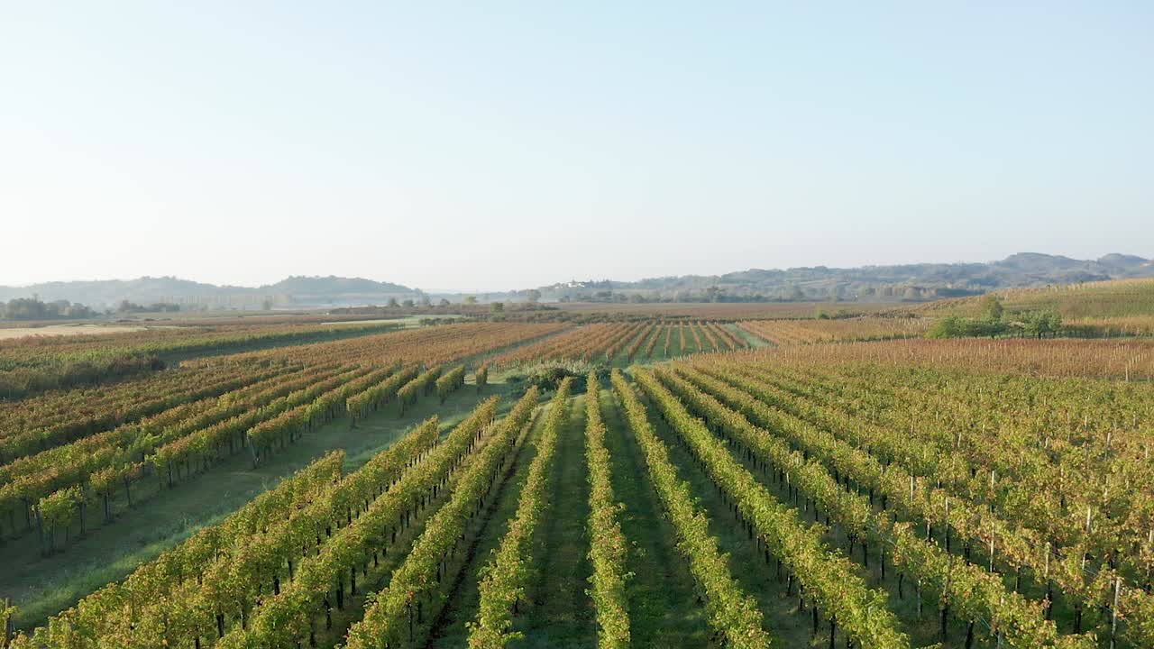 Aerial - flying  over vinyards fields at sunset