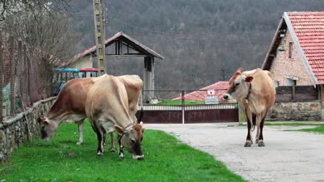 cows eating grass on a small village street