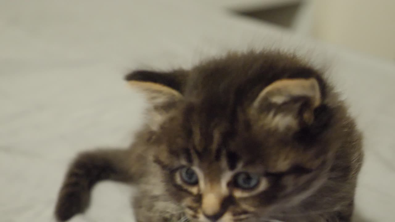 cute tiny tabby maincoon kitten stretching showing his belly on bed