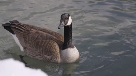 canada goose swimming in a lake