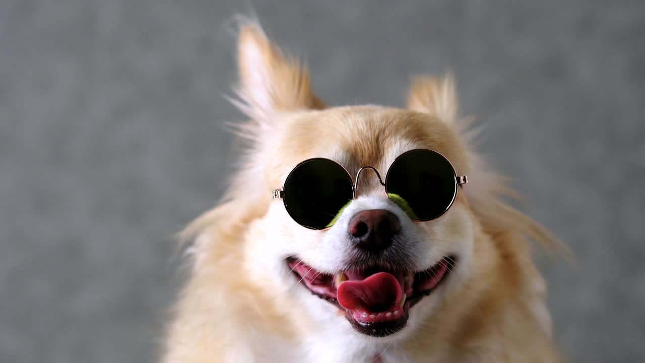 チワワ ブラウン犬 灰色の革の背景に太陽眼鏡をかぶる