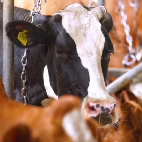 calf feeding on farm