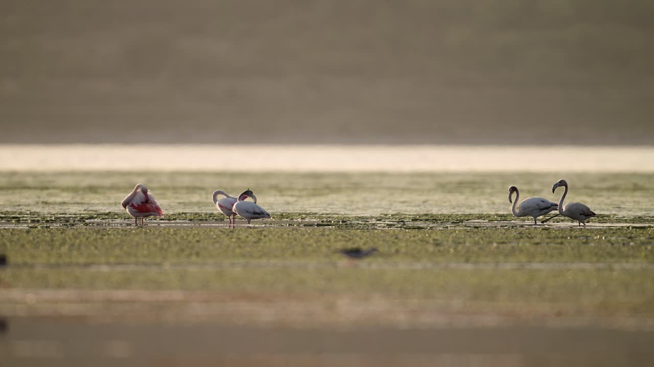 The Flock of Greater Flamingos in Lake