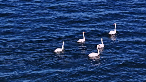 swan wildlife bird float over water surface dark blue color white feathers