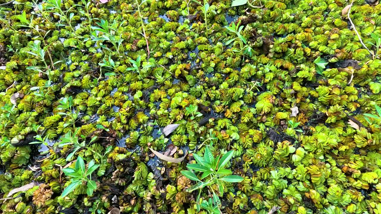 primer plano de la salvinia cucullata en el jardín de la costa dorada