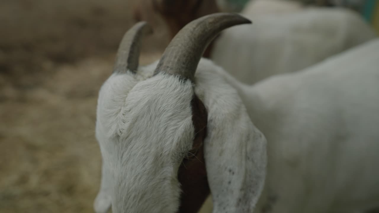 Immagine Ravvicinata Di Capra Boer Bianca E Marrone Con Corna Curve In Una Fattoria Rurale A Coaticook, Quebec, Canada - Rallentatore