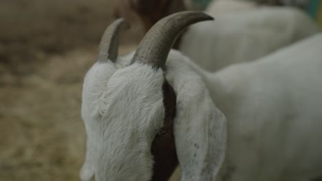 closeup image of white and brown boer goat with curved horns in coaticook rural farm in quebec, canada - slow motion