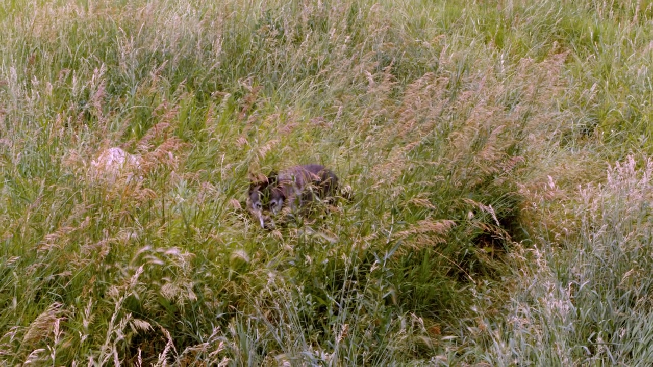 A grey wolf named Koa.
