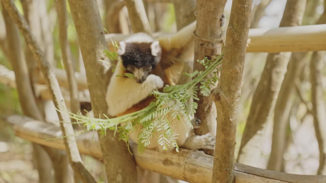 lemur comiendo hojas en el árbol