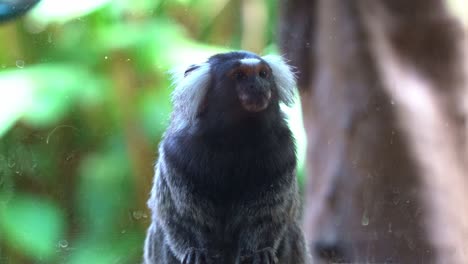 Small-and-curious-primate,-marmoset,-kept-and-raised-in-captivity,-housed-in-a-confined-enclosure-in-a-zoo,-perched-at-the-glass-window,-watching-the-visitors-passing-by