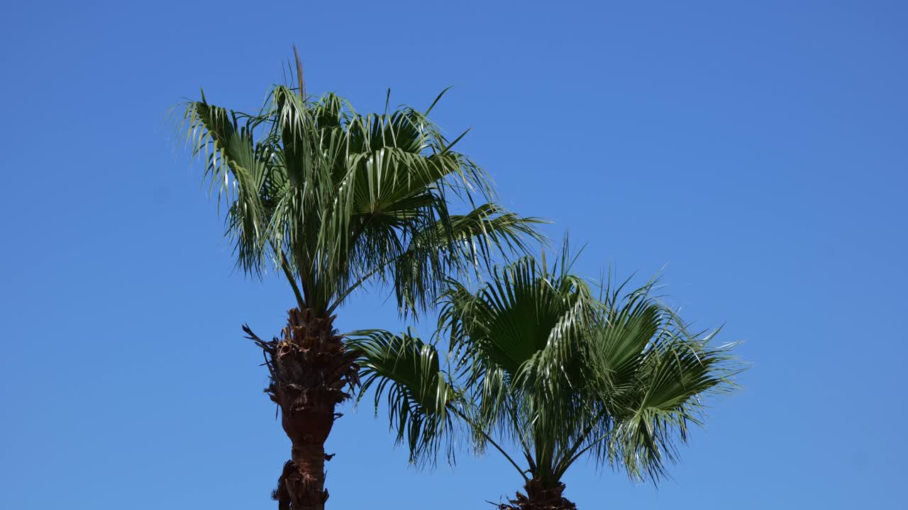 Two palm trees sway gently in a little wind beneath a clear blue sky.