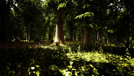 Misty-beech-forest-on-the-mountain-slope-in-a-nature-reserve