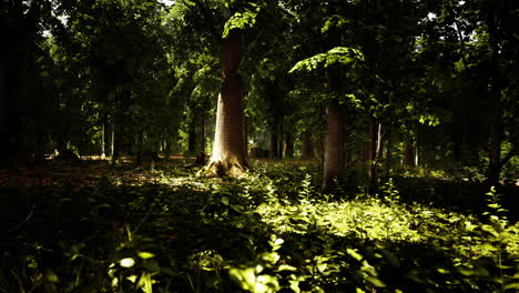 bosque de haya brumoso en la ladera de la montaña en una reserva natural