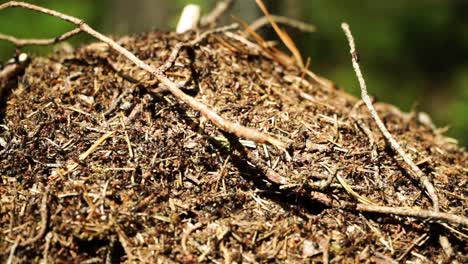 dozens of ants moving on ant hill