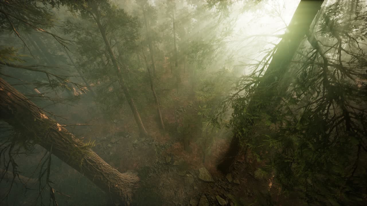 Drone breaking through the fog to show redwood and pine tree