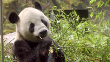 Giant-panda-bear-eat-bamboo-branches-at-Ueno-zoo-park-Japan-iconic-visit-icon-tour-Japanese