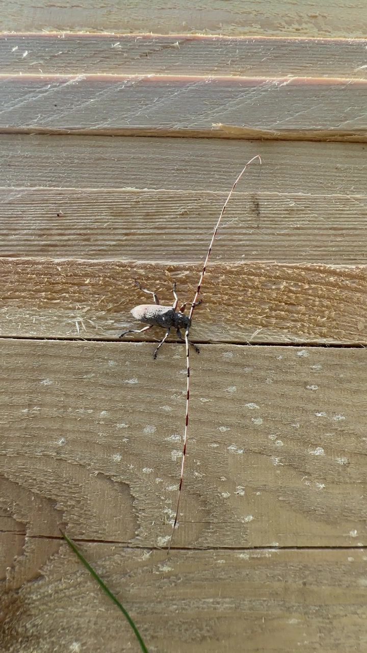 Quasi immobile Cerambice del legno (Acanthocinus aedilis) su una tavola di legno, che mostra il suo corpo dalla texture particolare. Saaremaa, Estonia.