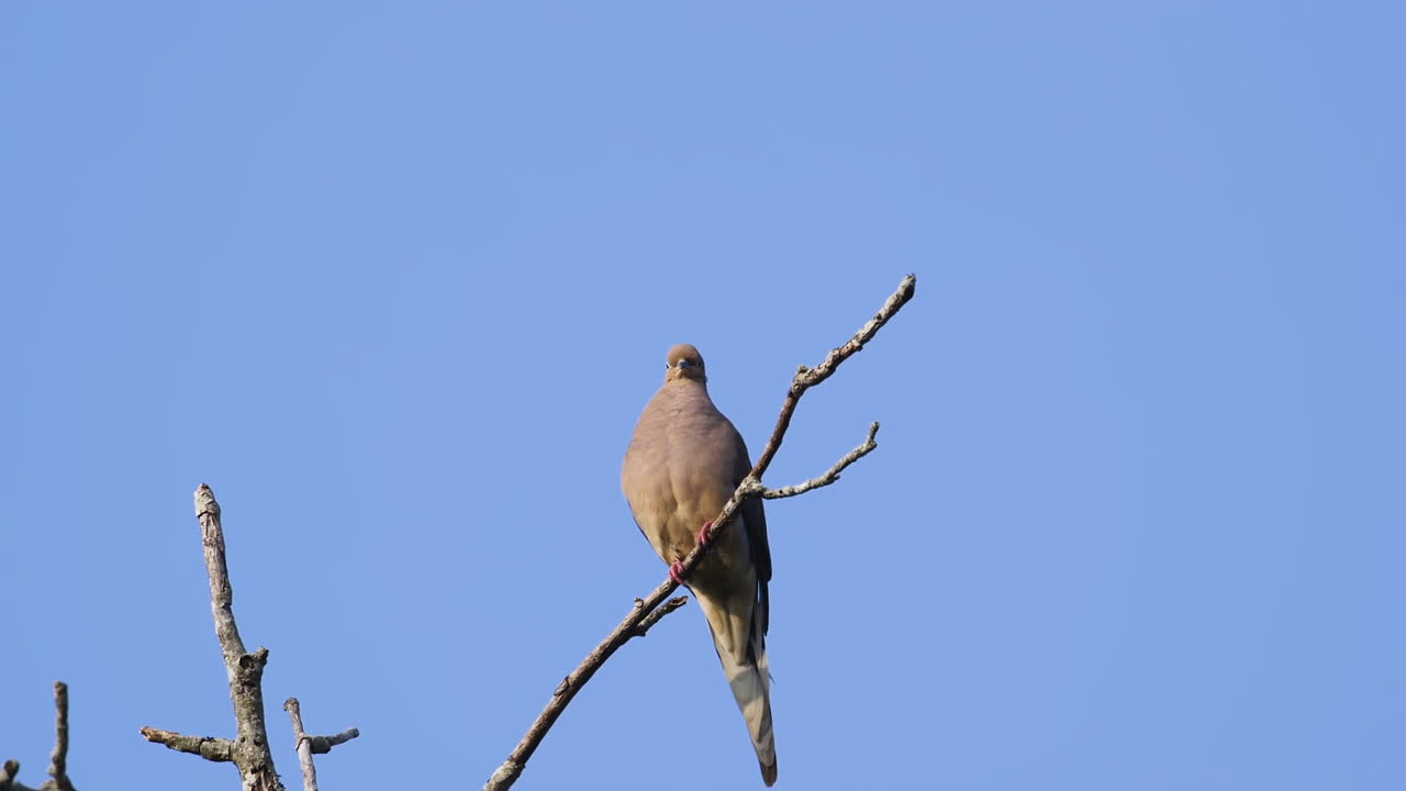 una paloma de luto beige encaramada en la copa de un árbol sin hojas contra un fondo de cielo azul