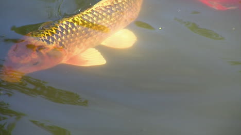 a boldly patterned koi swims near surface of pond