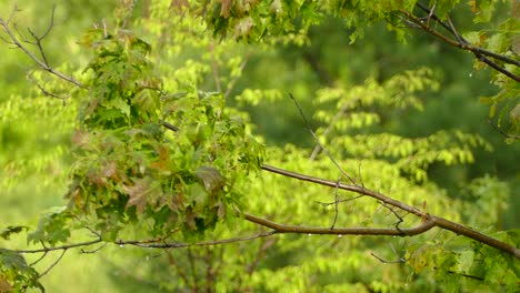 brown trasher standing proud on a branch and jumping from spot to spot singing and looking around